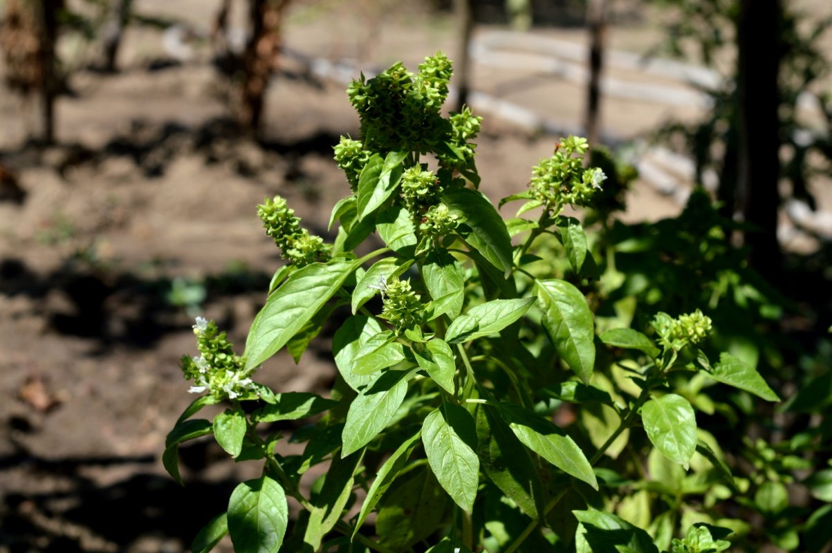 Puține înscrieri în programul pentru plante aromatice 190343