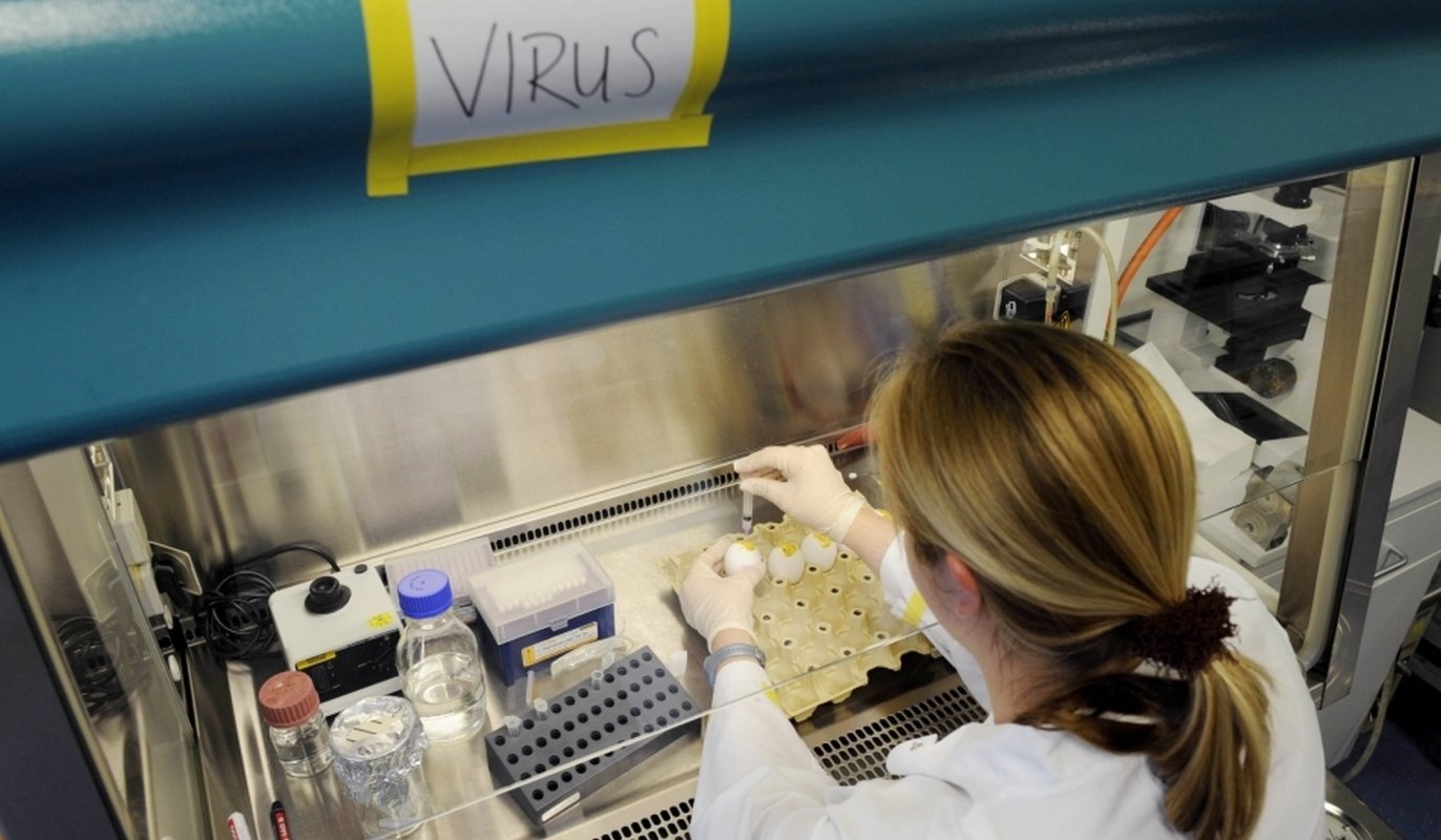 Virusul gripei aviare, mutație periculoasă 191040