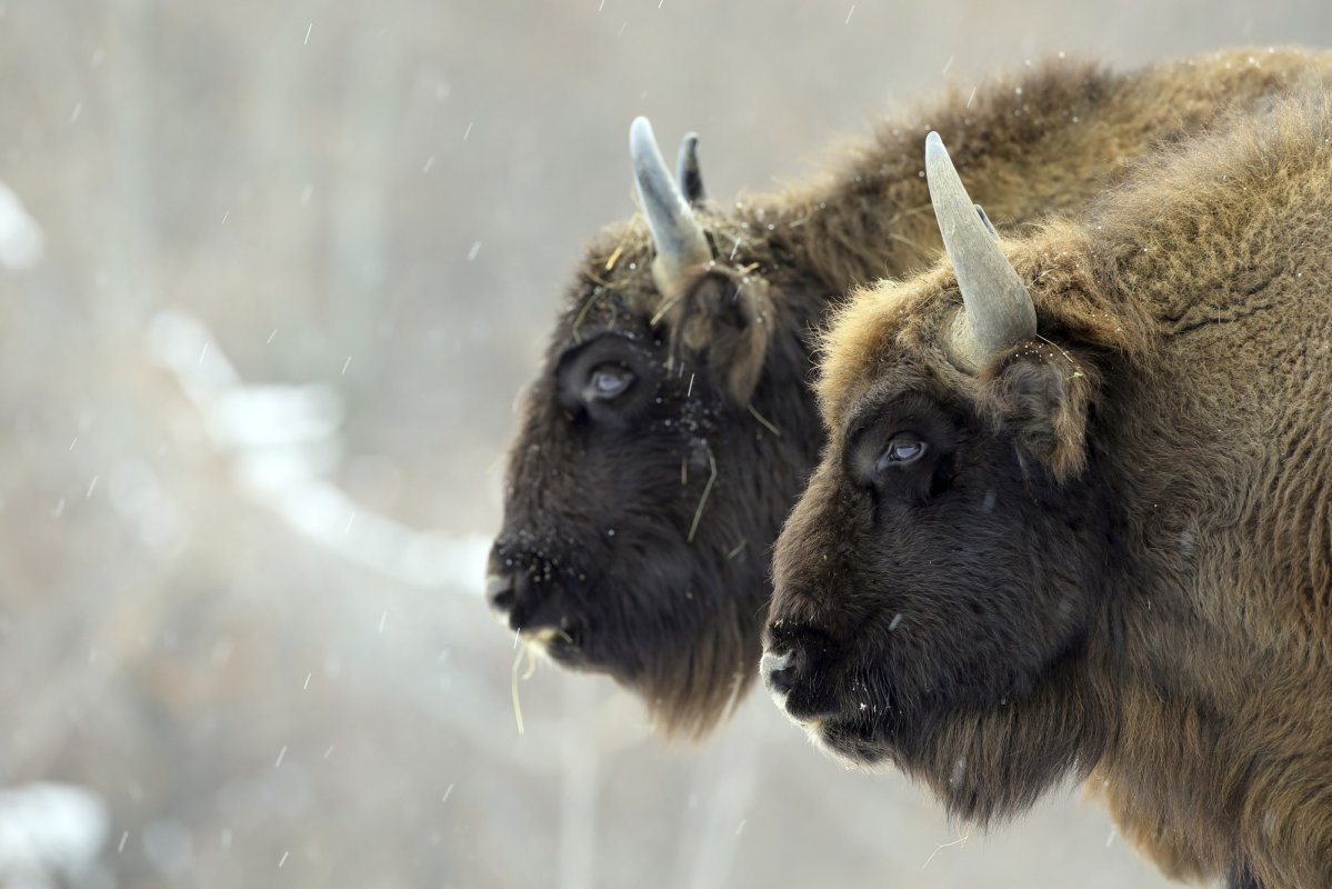În pădurile României trăiesc liber peste 150 de zimbri 192228