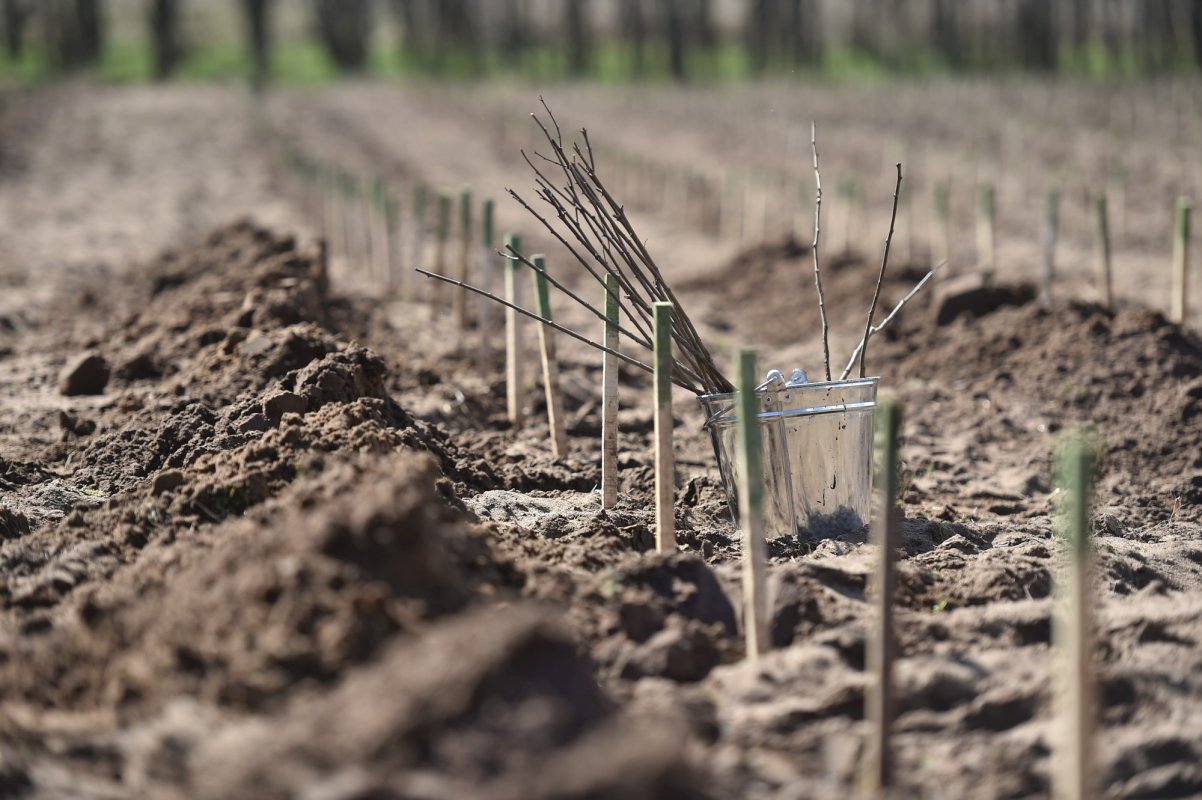 Prima pădure comunitară,în Giurgiu 192886