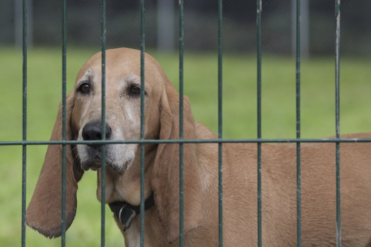 Franța: lege dură de protecție a animalelor 193413