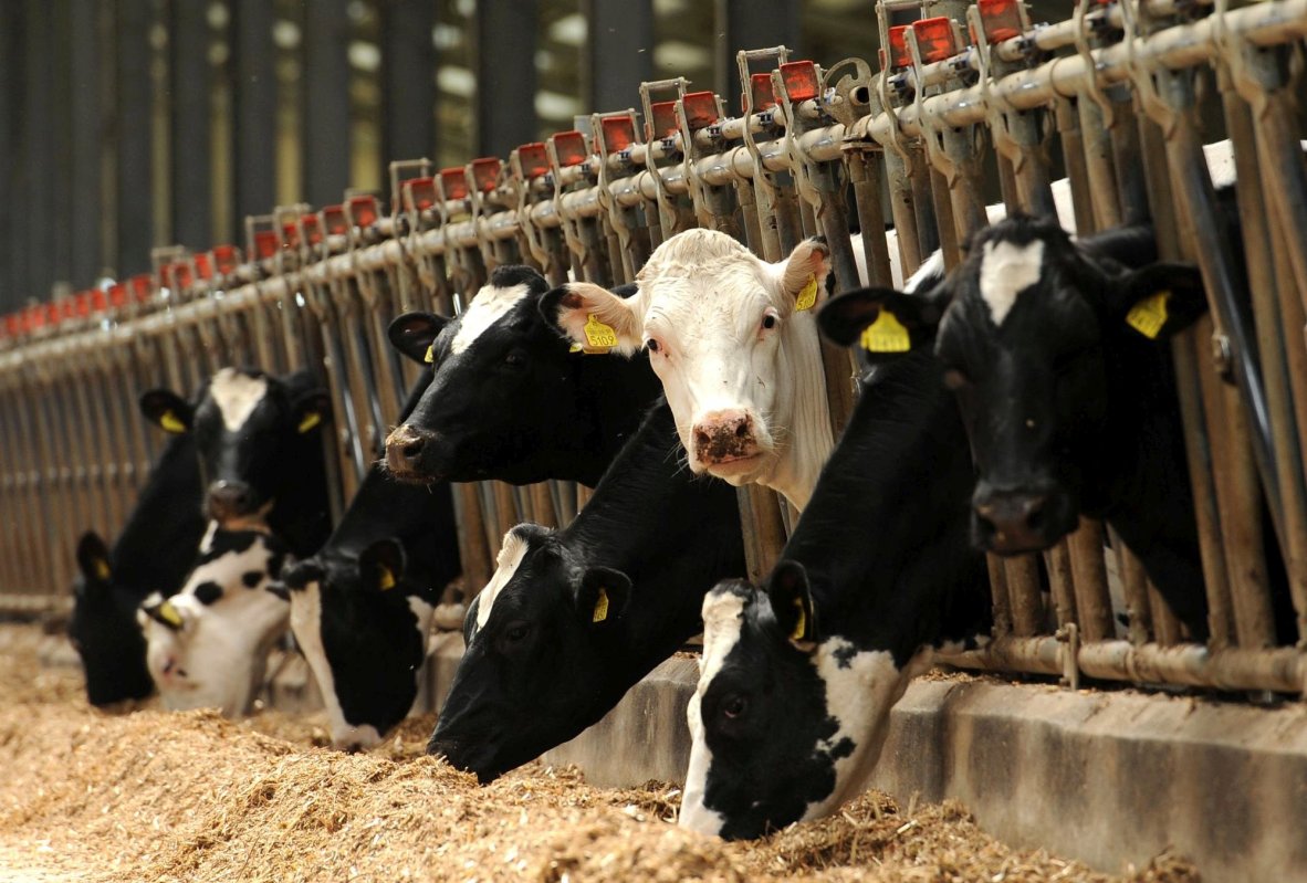 Sprijinul pentru crescătorii de animale, majorat  196469