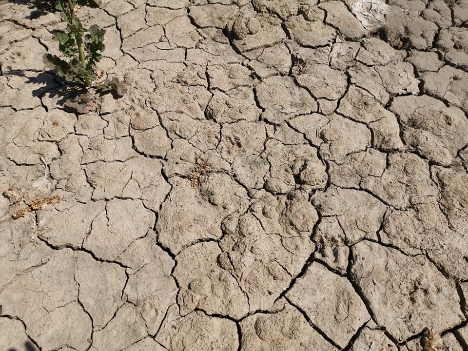 Toamnă cu secetă „extrem de severă” în nord-estul României 199033