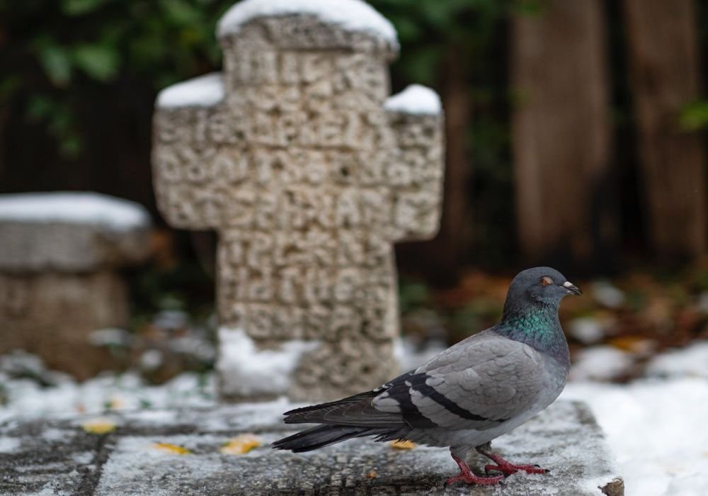 Dependent de dragoste 200171