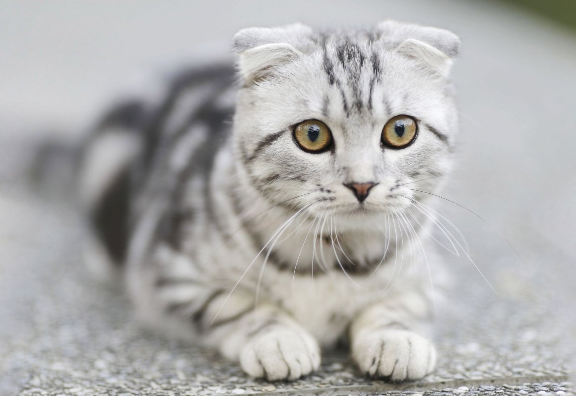 Pisica lui Schrödinger  200597