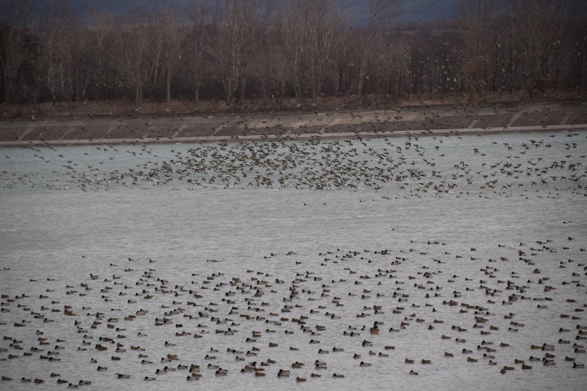 Mii de păsări iernează la Stânca-Costeşti 202347