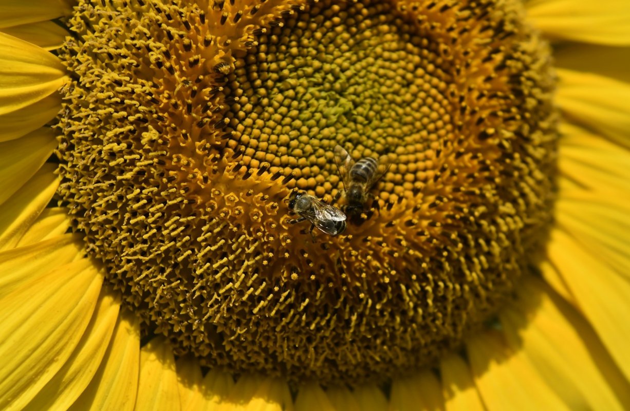 Controverse privind continuarea folosirii pesticidelor în agricultură 202555