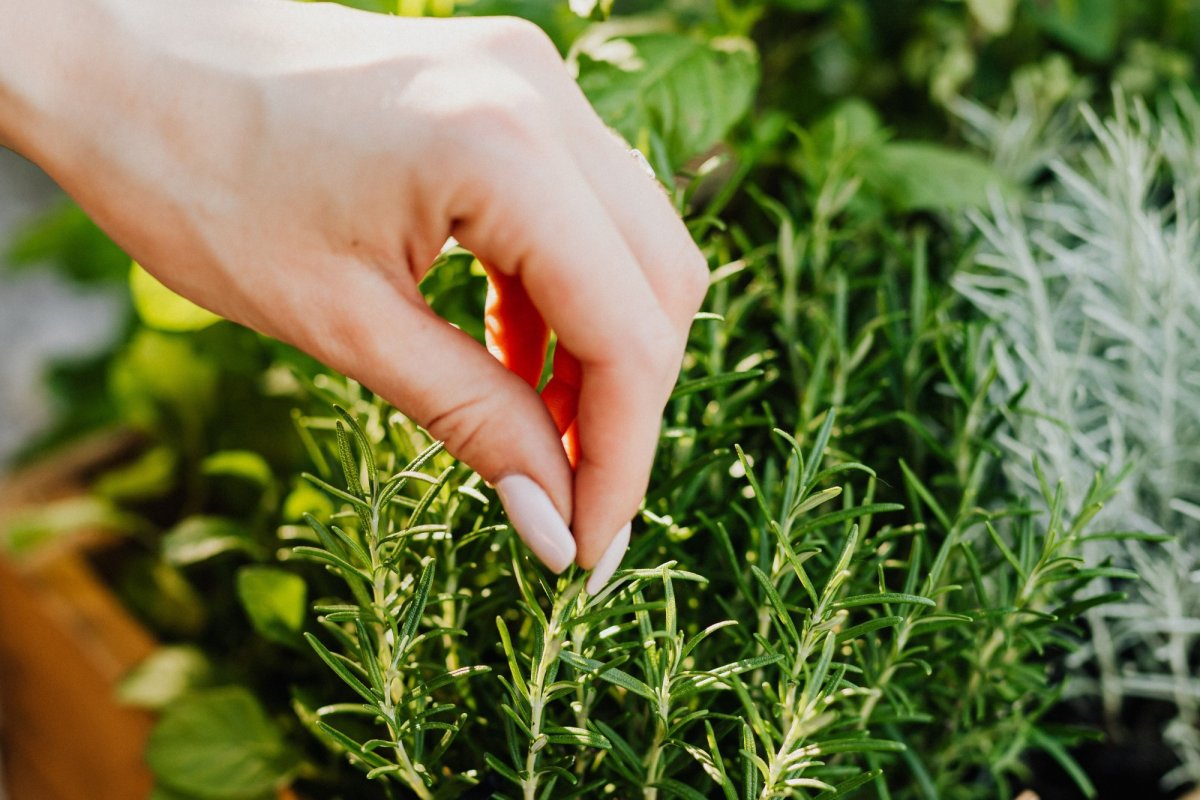 Tratamente naturiste  pentru afecțiuni hepatobiliare 202797