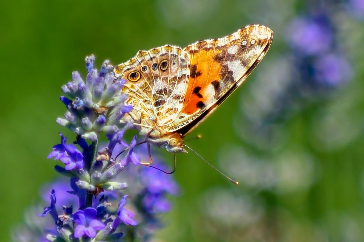 Politețe și iubire 203569