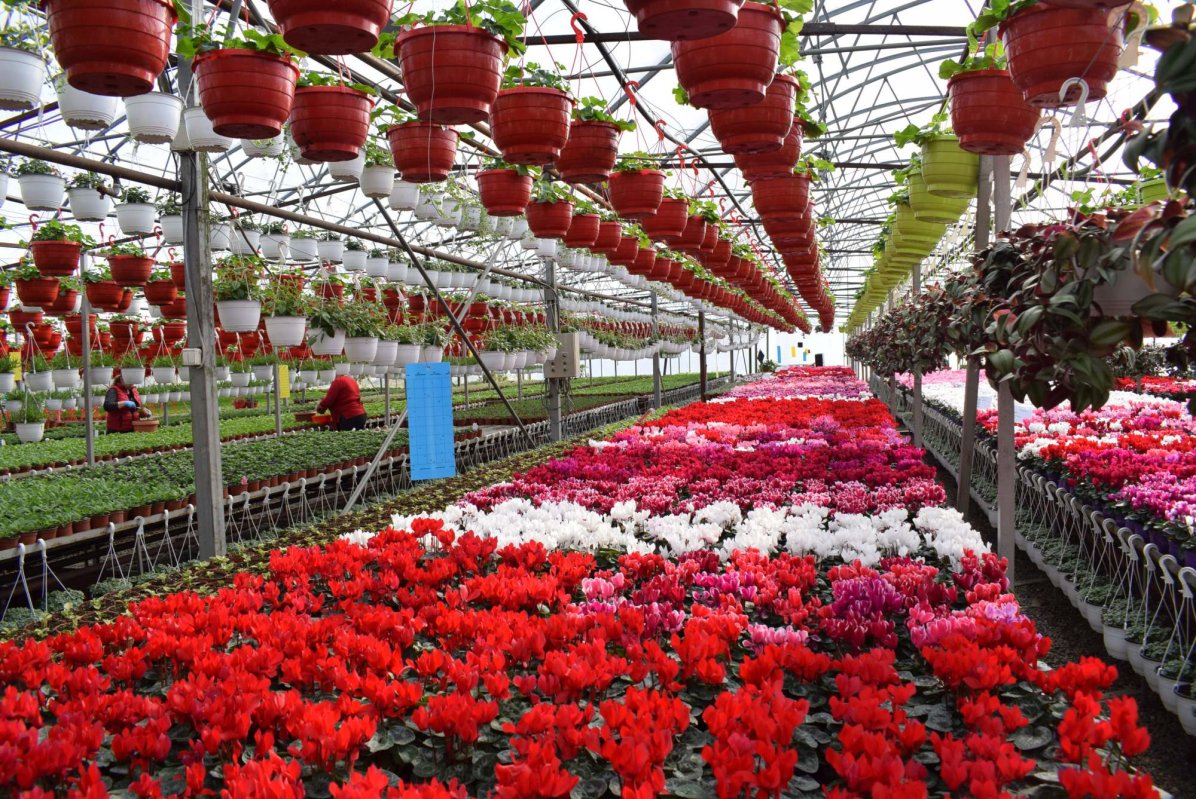 Florarii fac față cu greu scumpirilor la energie și materii prime 204296