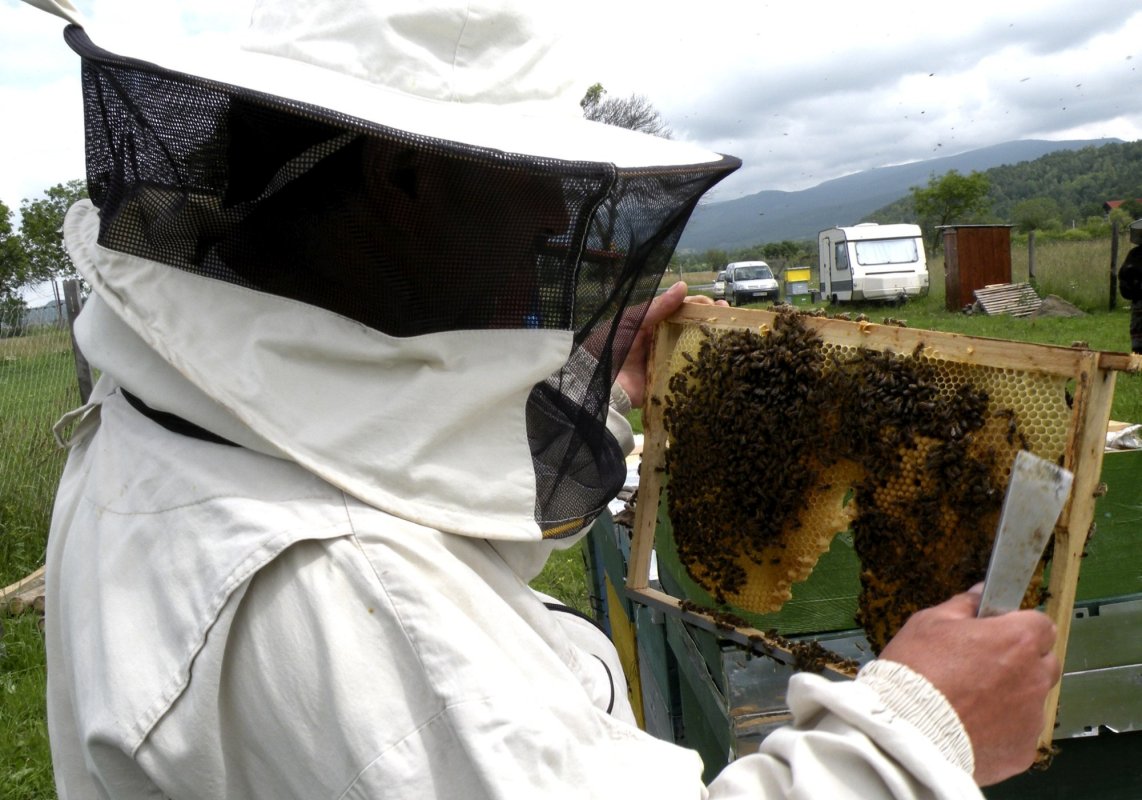 Peste 60 de milioane de lei pentru apicultori 204299