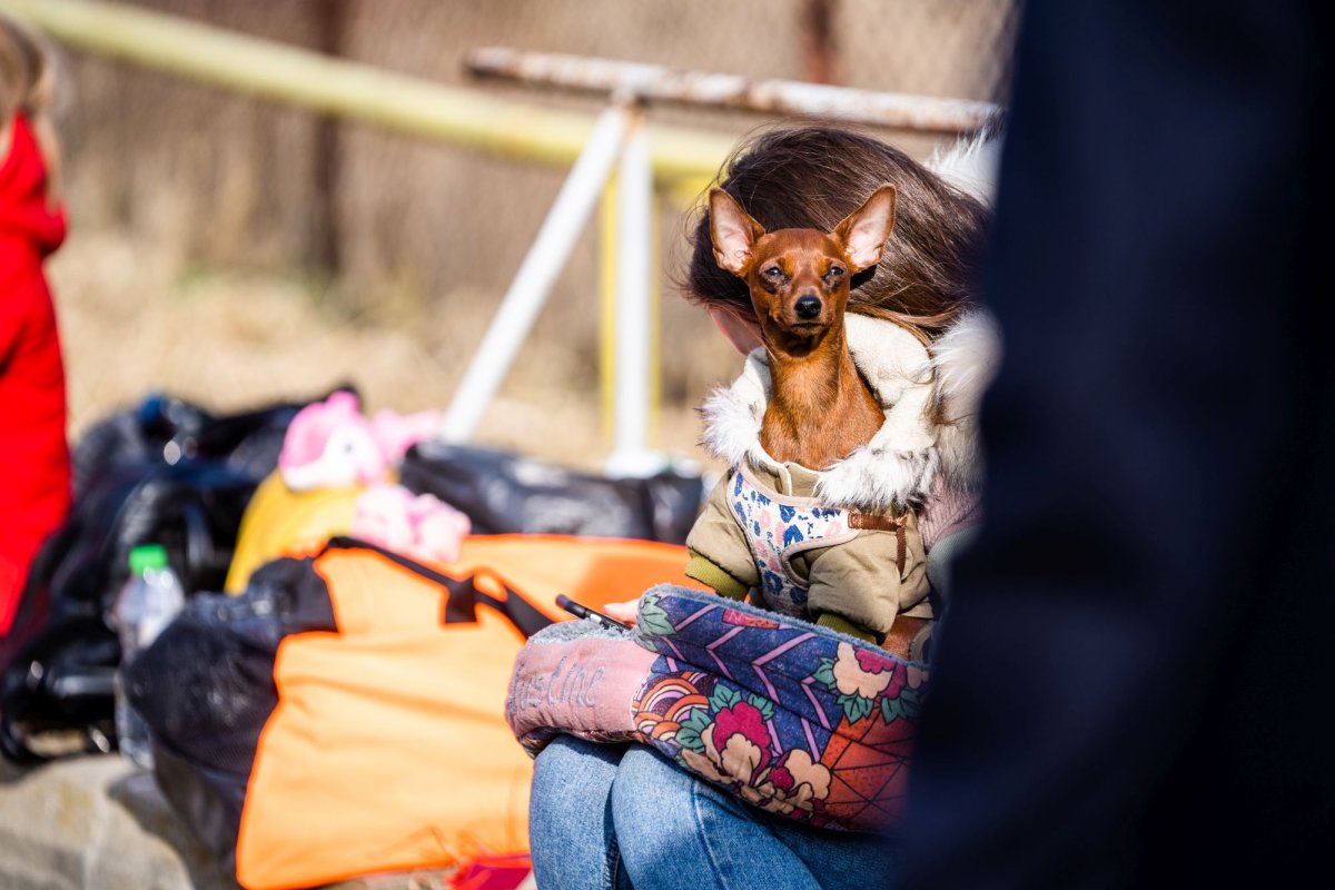Alimente, asistență spirituală, locuri de cazare pentru ucraineni în Arhiepiscopia Sucevei și Rădăuților  204589