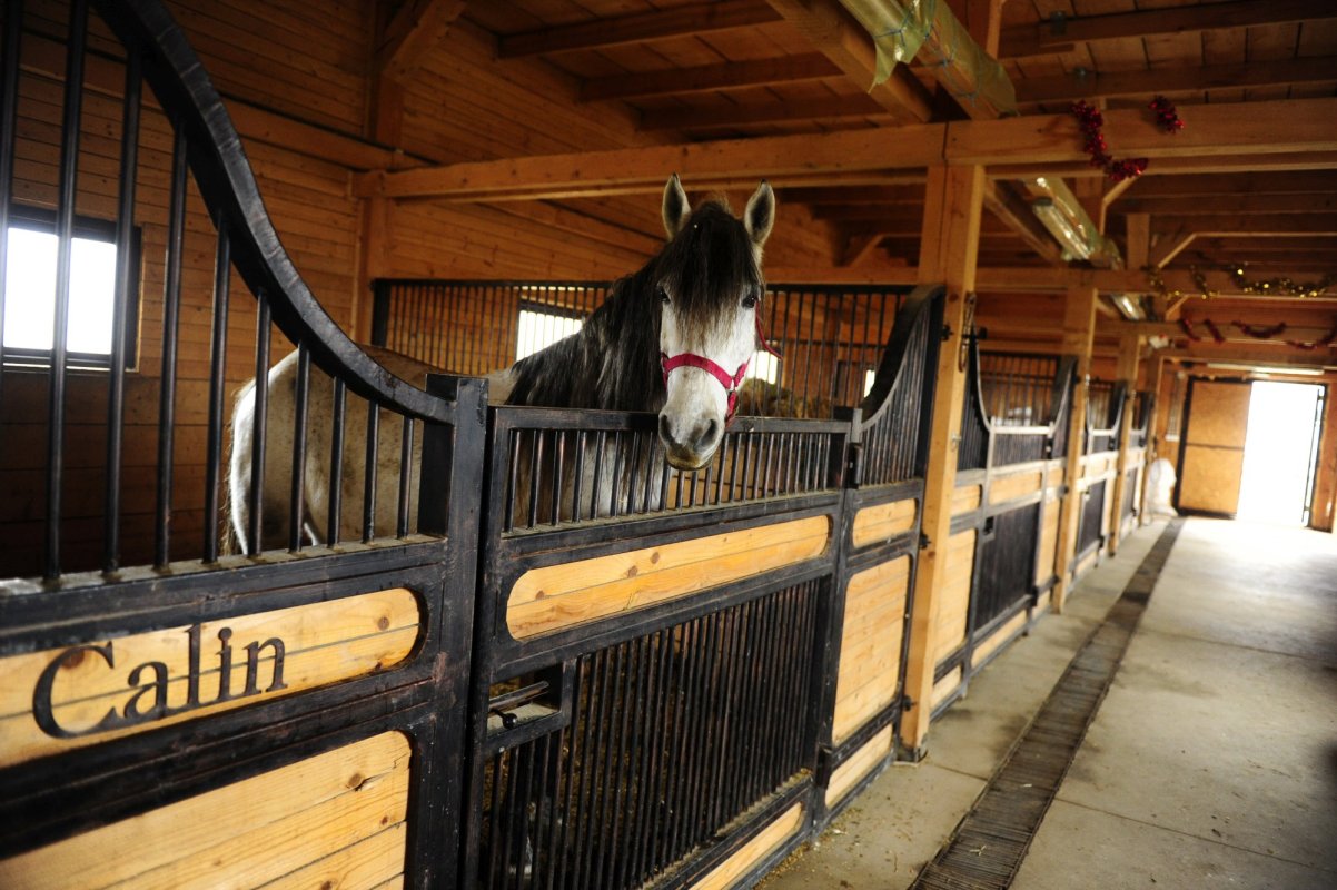 Echitație pentru copiii cu nevoi speciale 205760