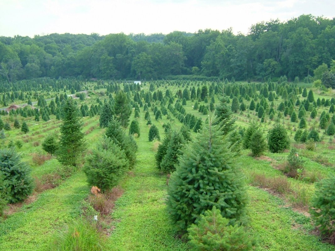 Romsilva, campanie  de împădurire  205752