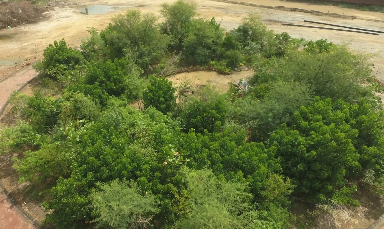 Pădure miniaturală în Timișoara 206835