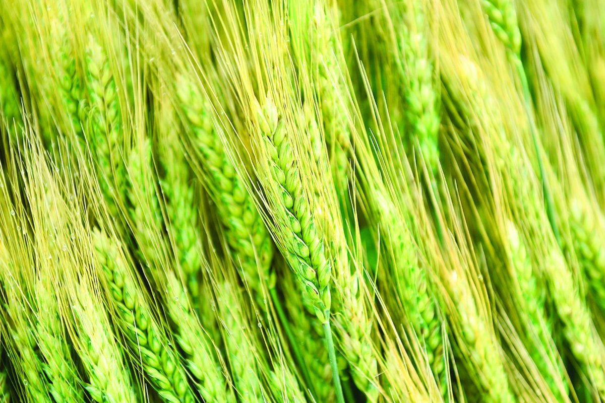 Agricultorilor ucraineni li se cere să-și mențină activitatea 207018