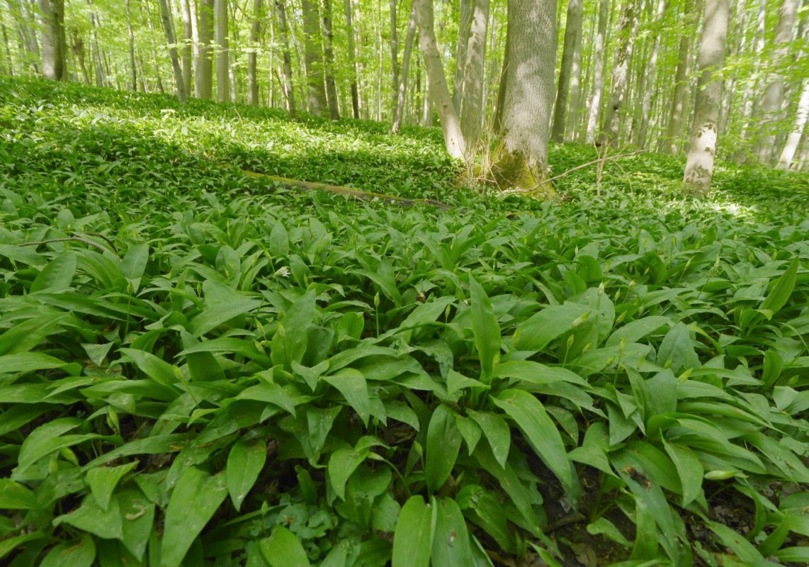 Leurda, un detoxifiant de primăvară 209287