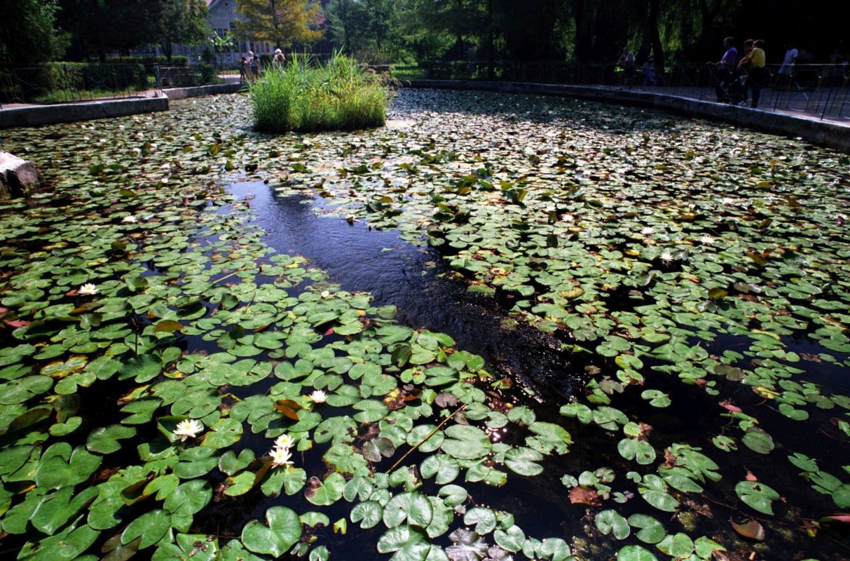 Rezervația cu nuferi termali de la Băile Felix 209418