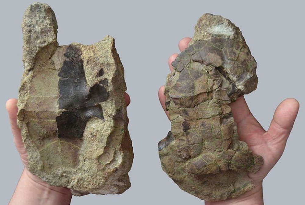 Descoperire importantă  în Geoparcul  Ţara Haţegului 209535