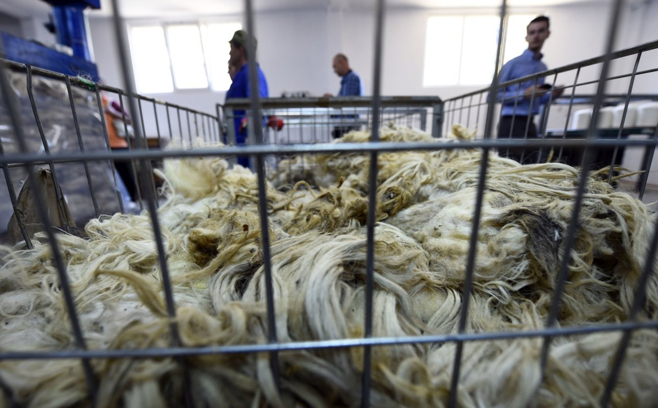 Lâna Țurcană ar putea deveni produs agricol protejat european 210358