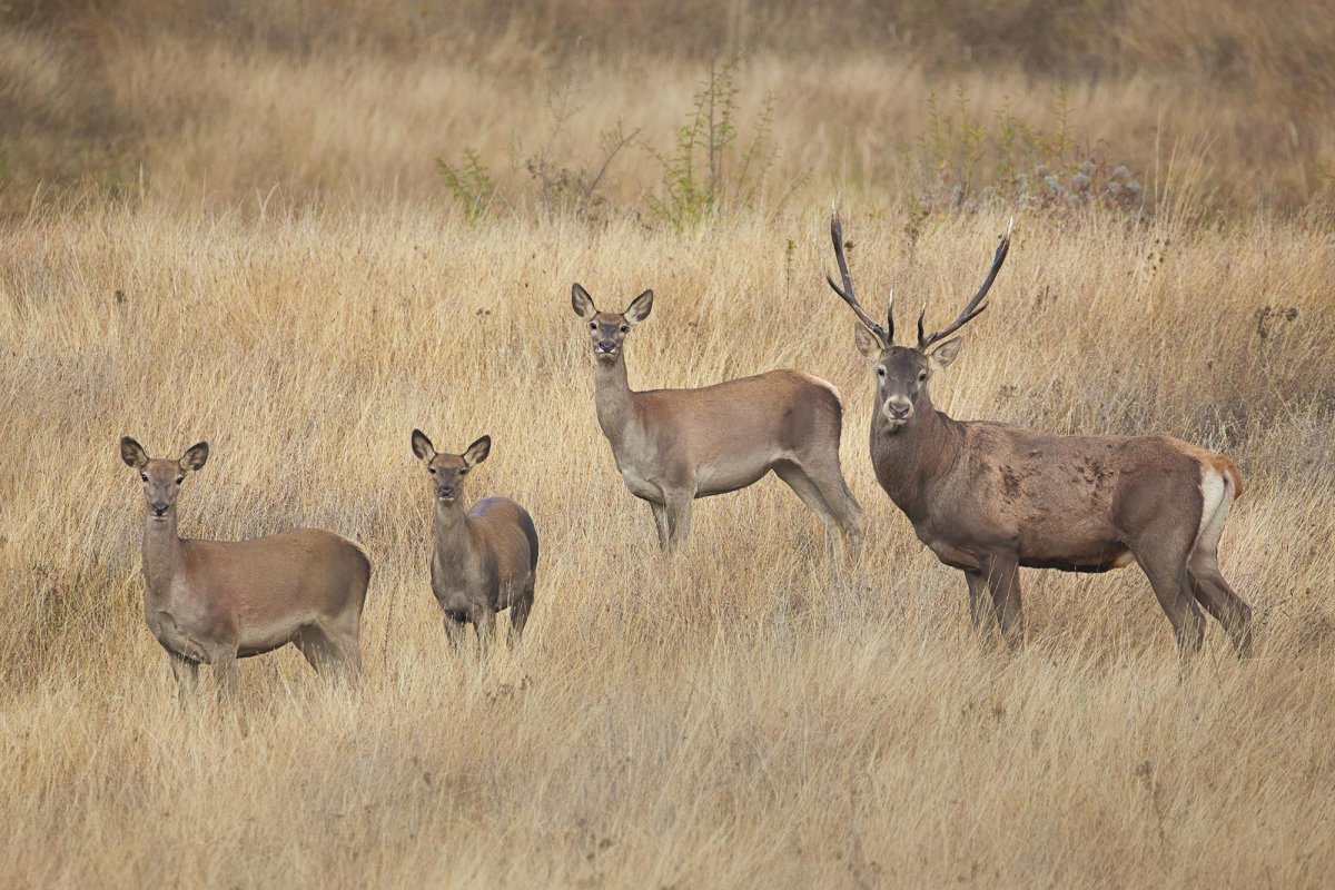 Ținutul Buzăului, frumuseţea naturii în imagini  210330