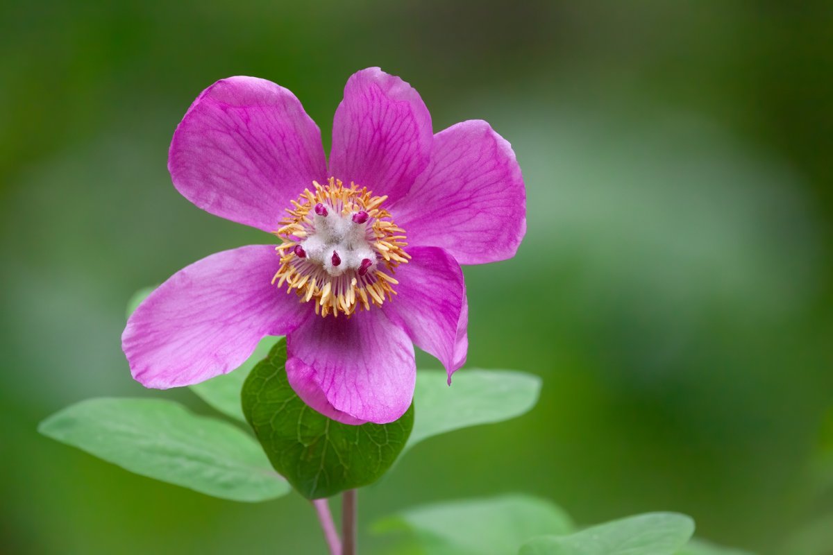 Ținutul Buzăului, frumuseţea naturii în imagini  210333