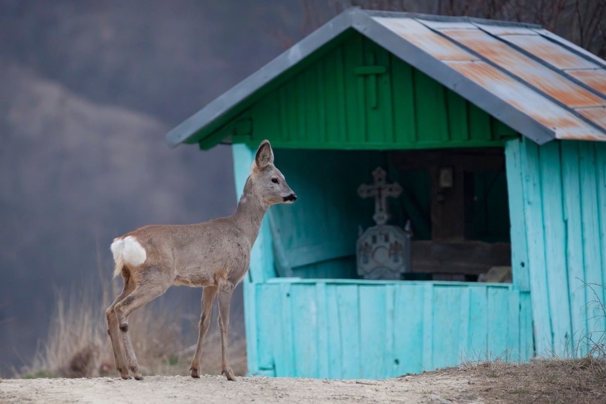 Ținutul Buzăului, frumuseţea naturii în imagini  210340