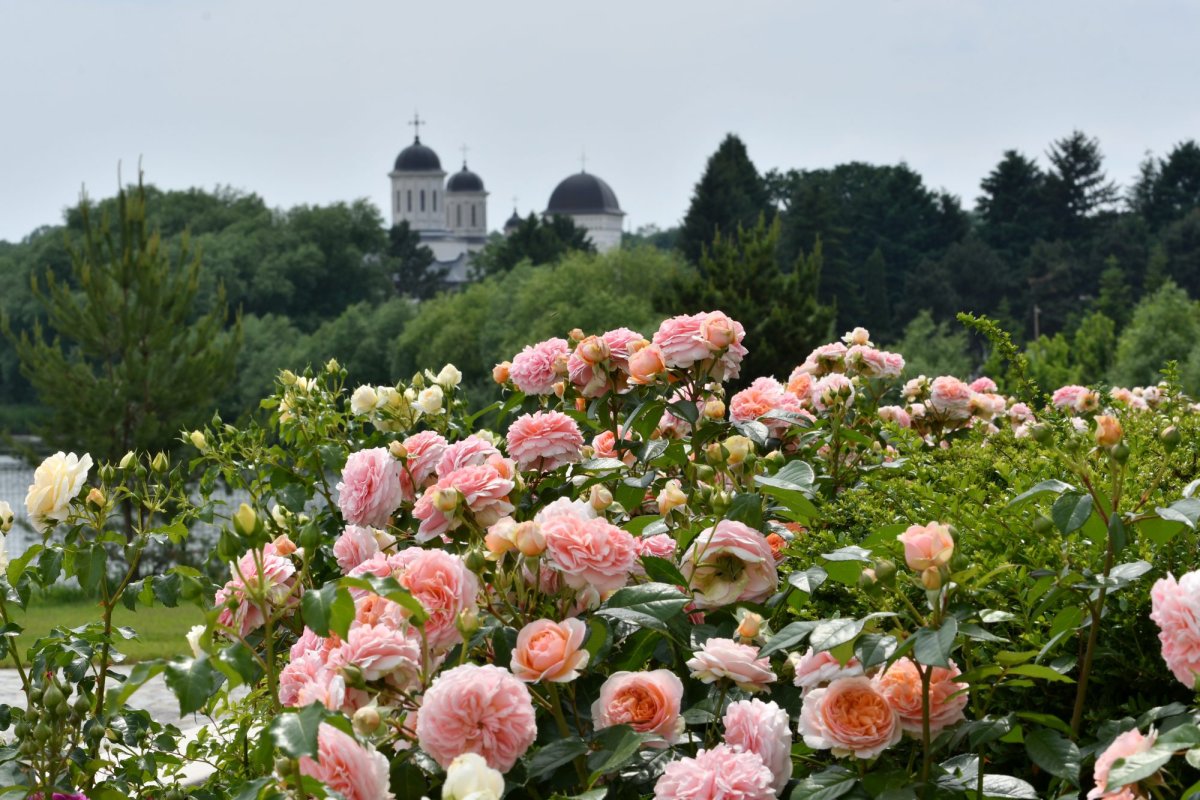 Fotografii artistice ale Publicațiilor Lumina 212578