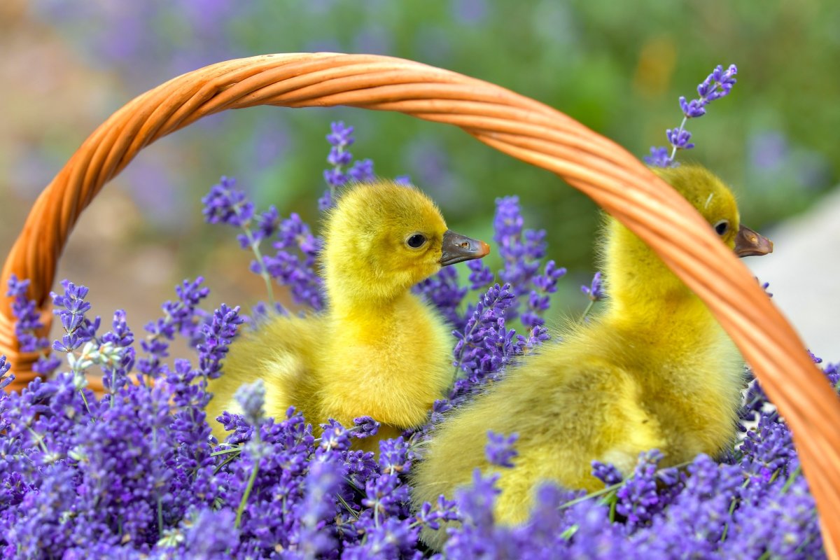 Fotografii artistice ale Publicațiilor Lumina 212579