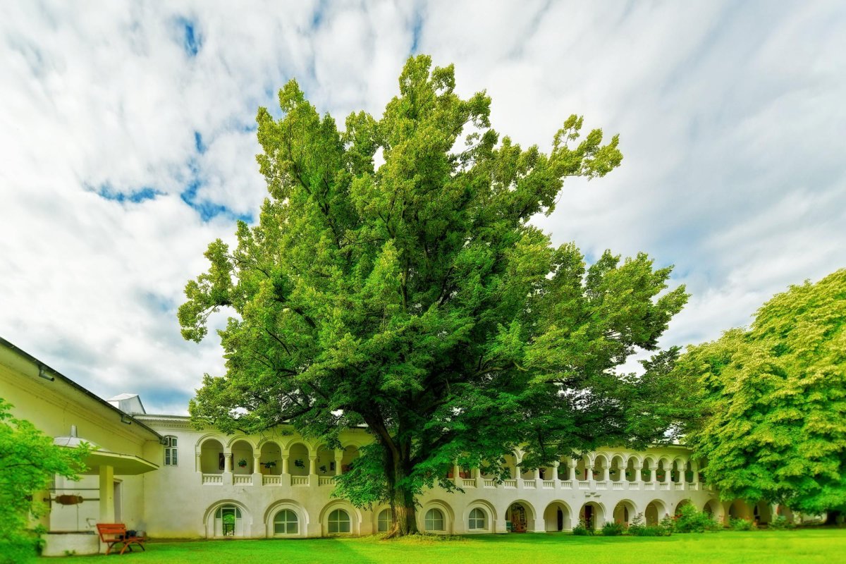 Fotografii artistice ale Publicațiilor Lumina 212580