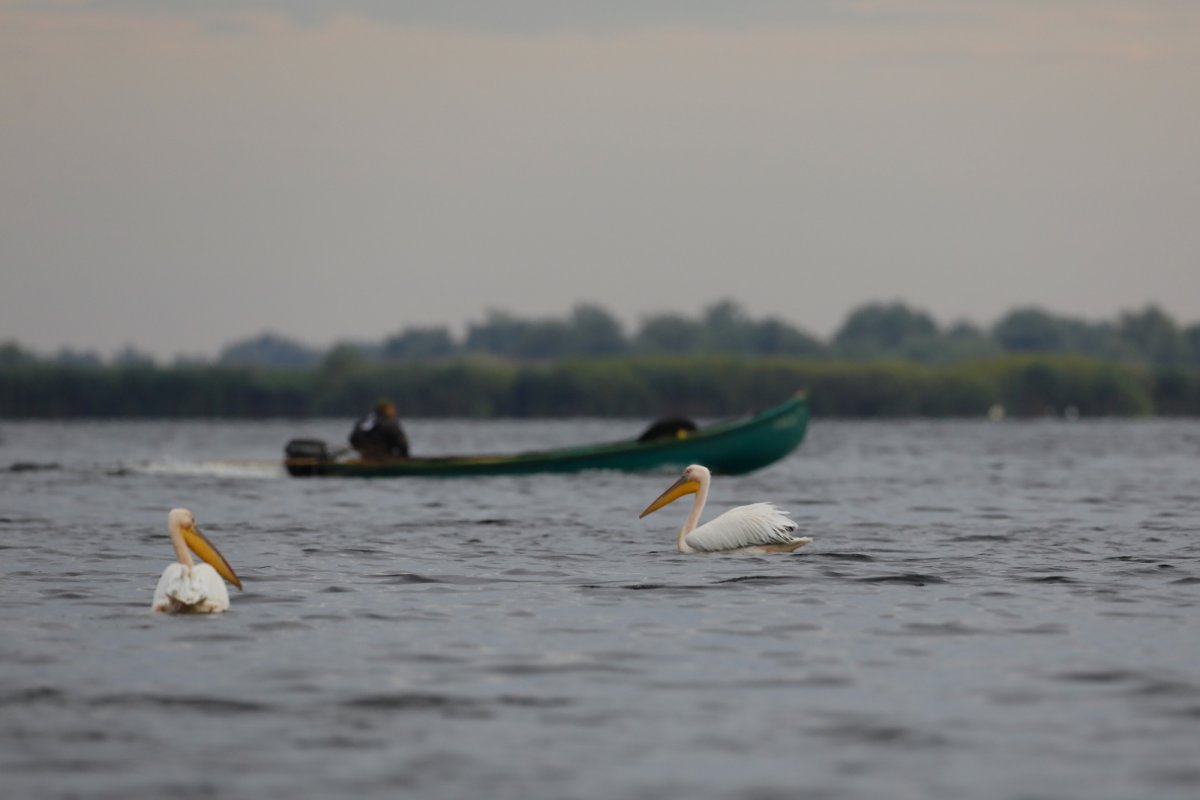 Primul studiu românesc privind poluarea cu microplastic a Dunării 213420