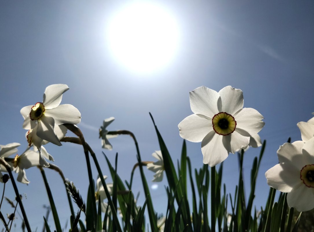 Brașov: Festival al narciselor la Vad 213694