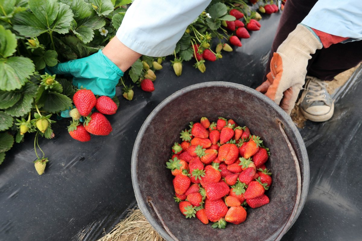 Cei mai mulți lucrători străini din Spania sunt români 214754