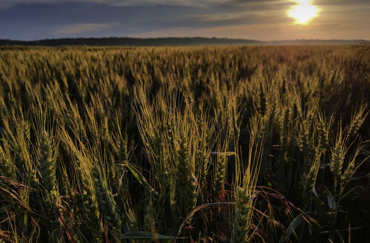 Județe cu randamente mari la grâu 217522