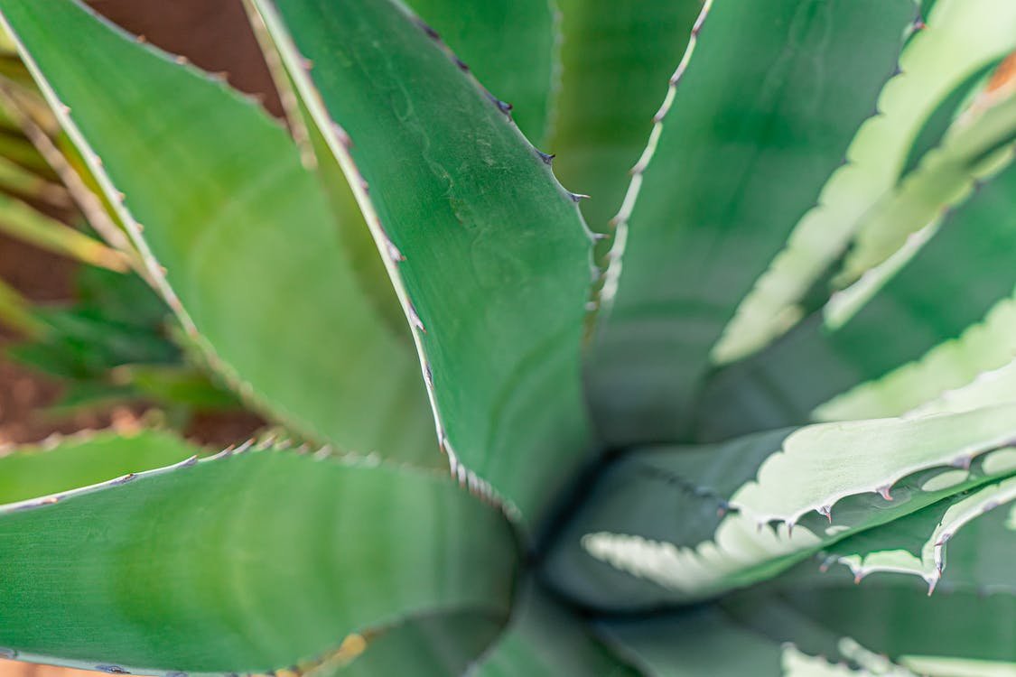 Agavele, un excelent înlocuitor al zahărului 217832