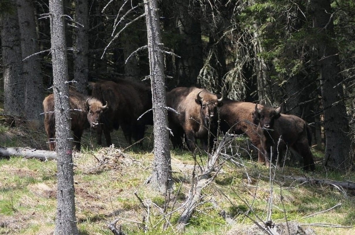 Zimbri în Munții Făgăraș 219423
