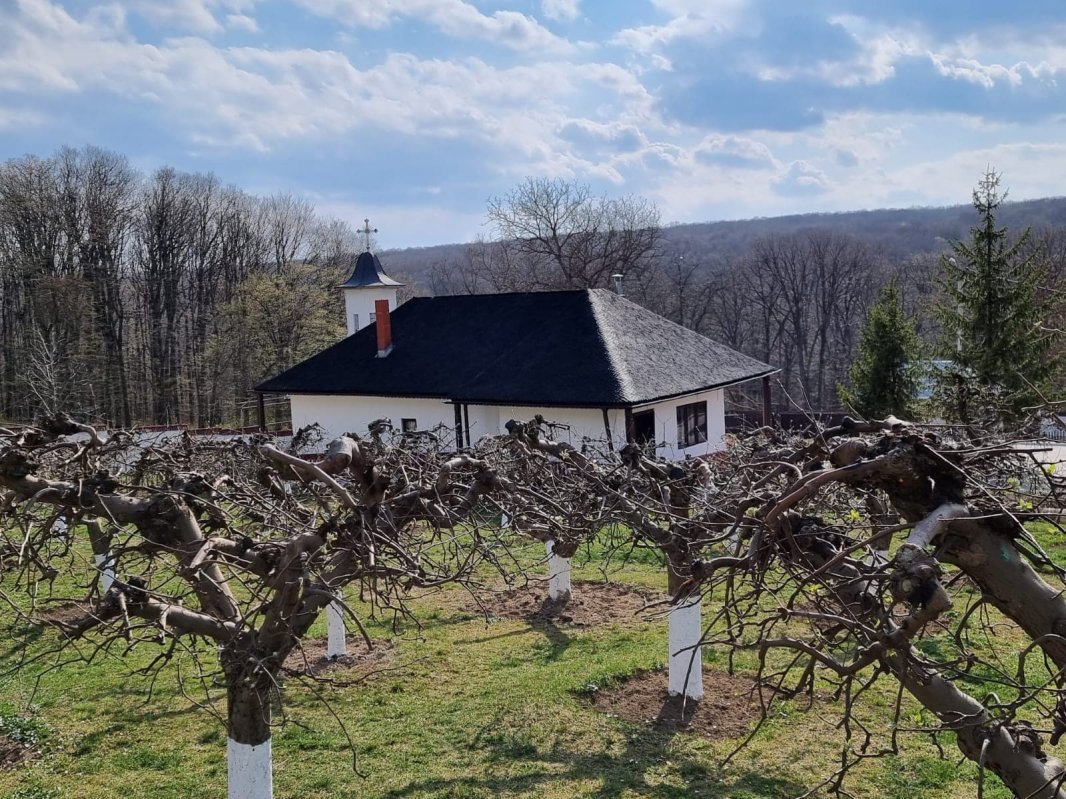 Părintele Mihail de la Buciumeni, sau despre rugăciune şi muncă 219350