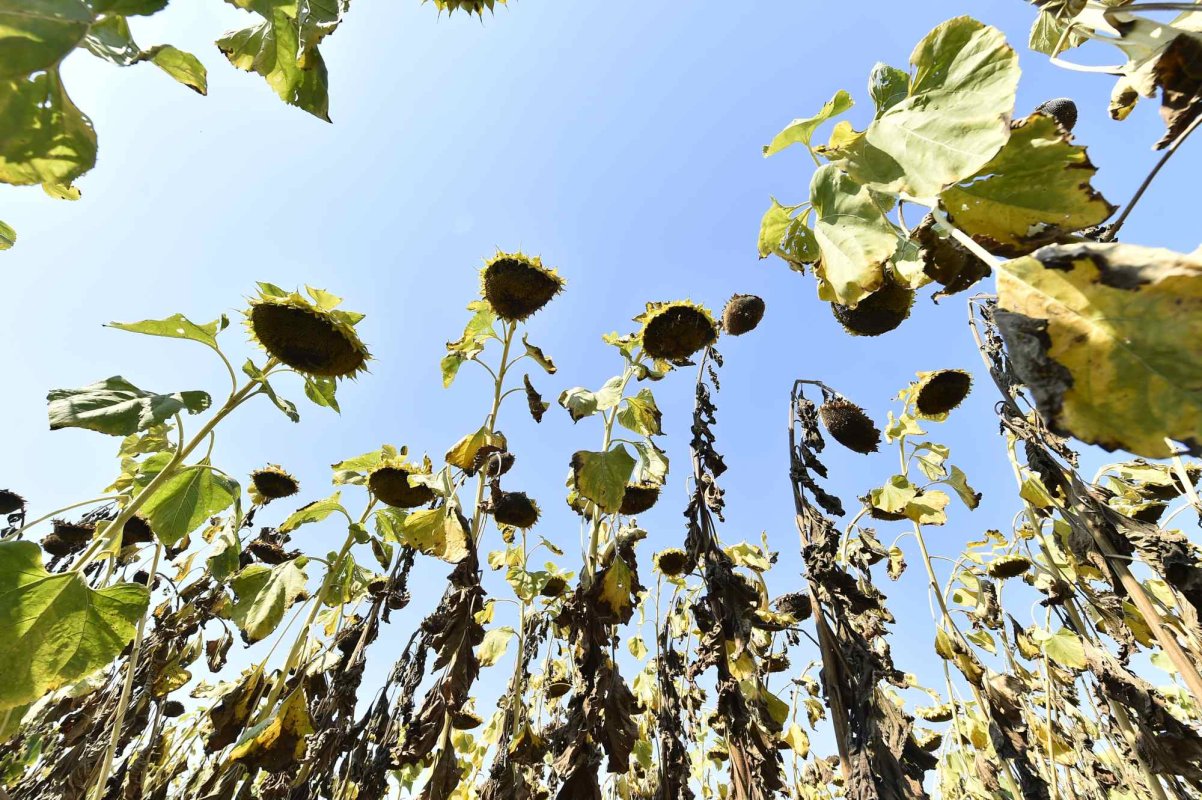 Agricultorii cer declararea stării de calamitate 220363