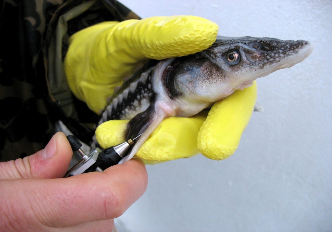 Specii de sturion din Dunăre pe cale de dispariție 221520