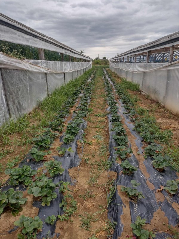 Roadele curate din Cămara lui Vasile 221918