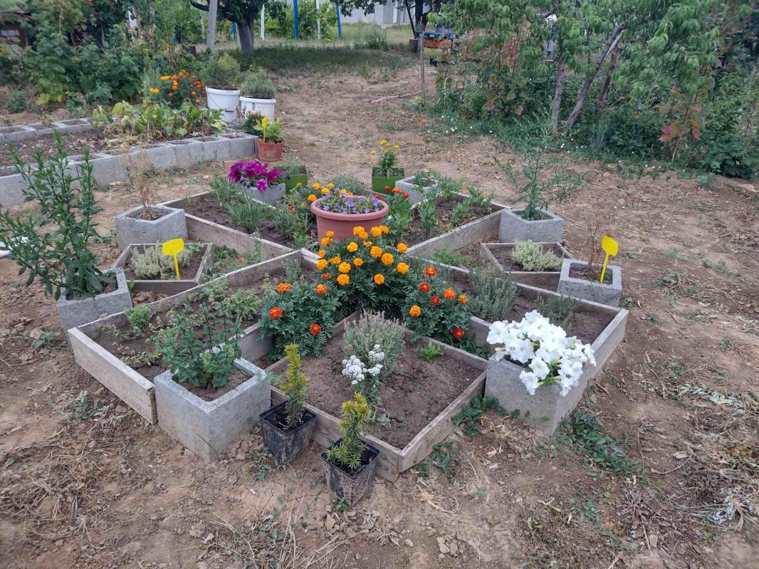 Roadele curate din Cămara lui Vasile 221919