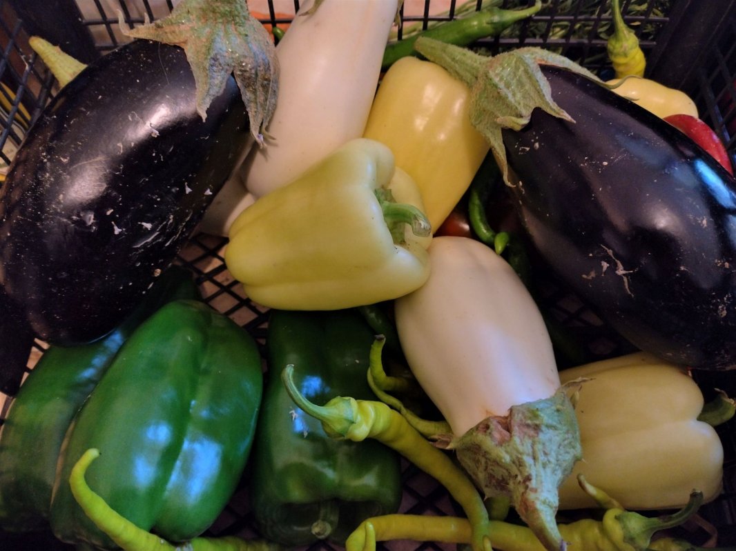 Roadele curate din Cămara lui Vasile 221922