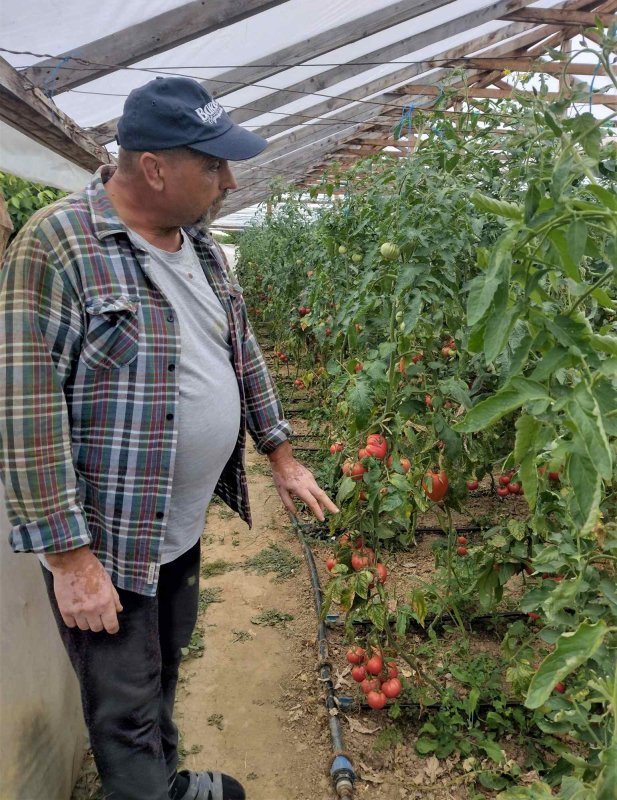Roadele curate din Cămara lui Vasile 221924