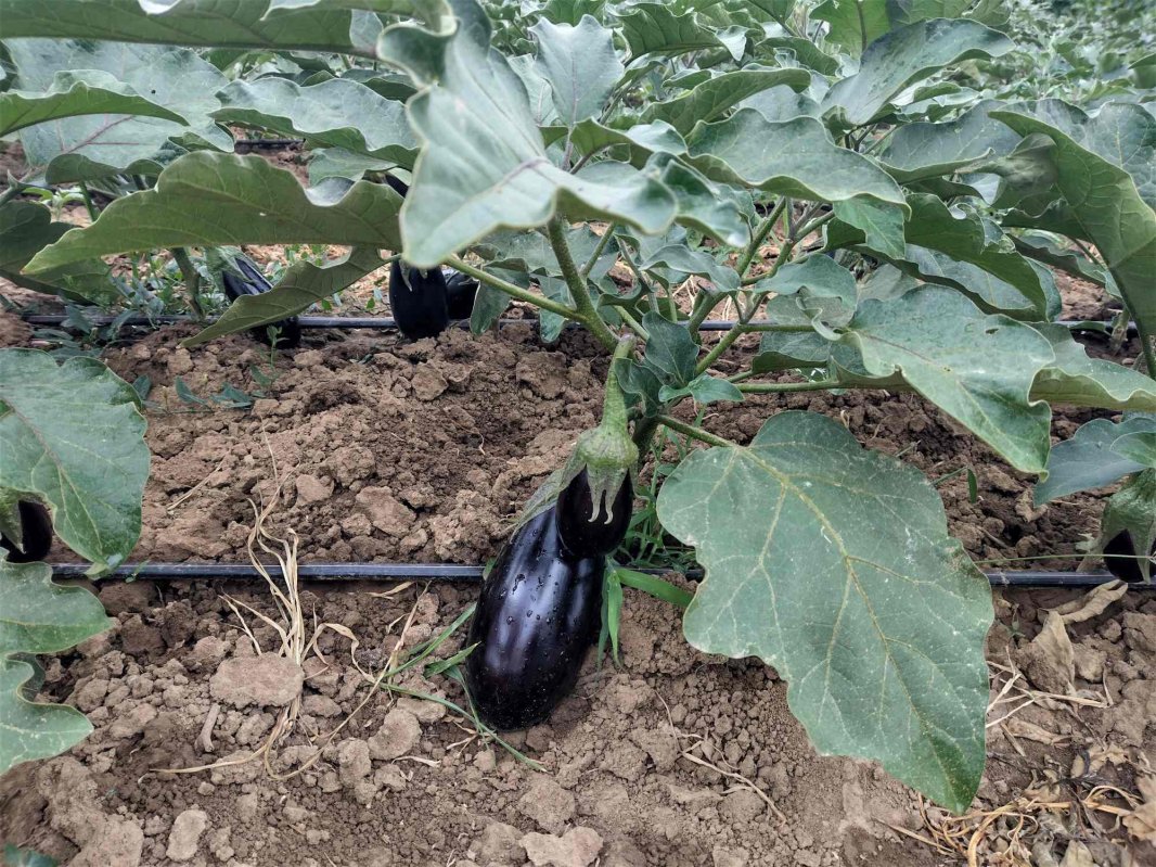 Roadele curate din Cămara lui Vasile 221927