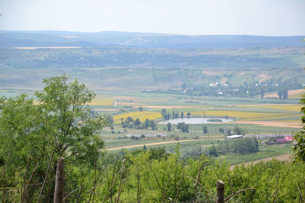 Pasărea Phoenix a olăritului  de la Tansa 222169