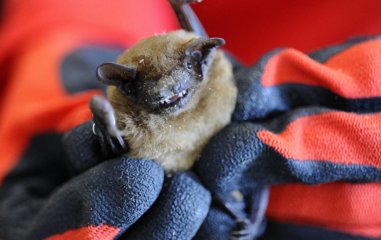 Fauna şi flora mondială, în pericol 222842