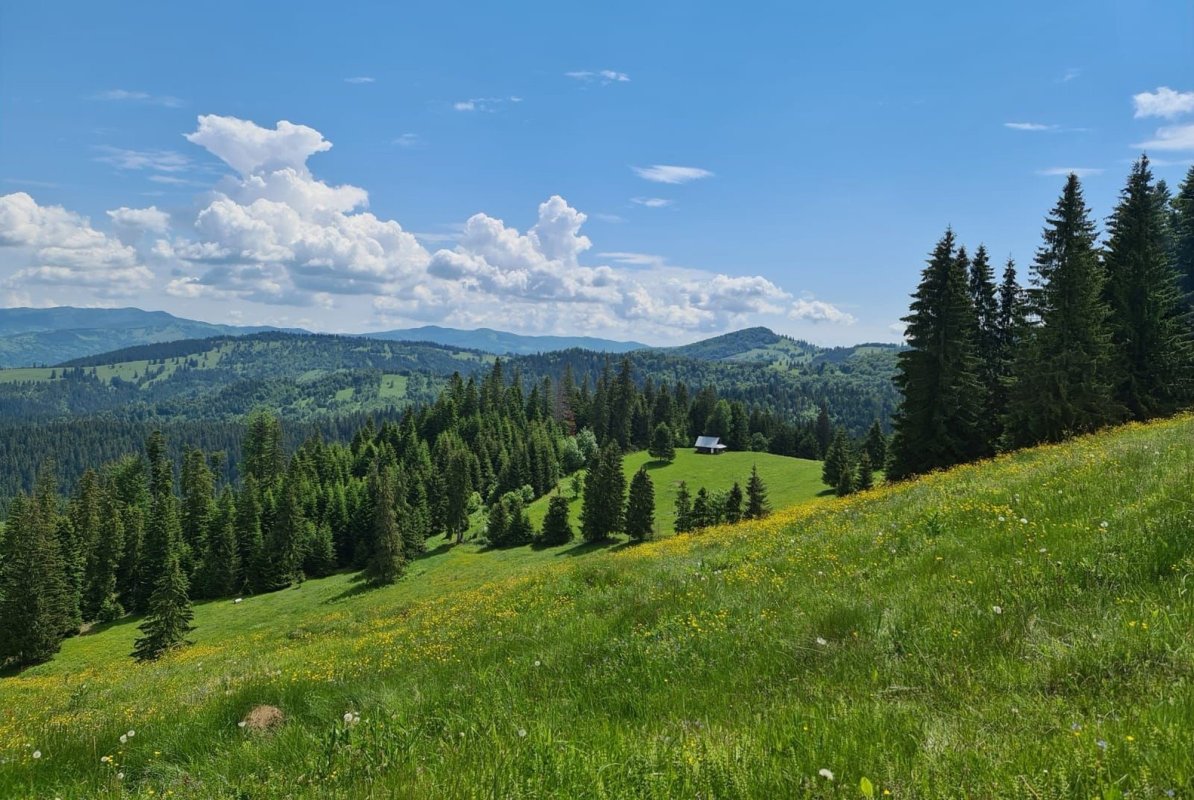 Creștere ușoară a suprafeței fondului forestier național 222998