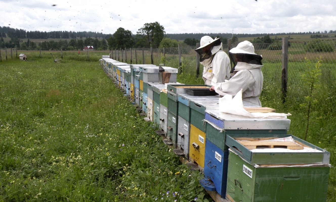 Miere mai puțină  și mai scumpă 223001