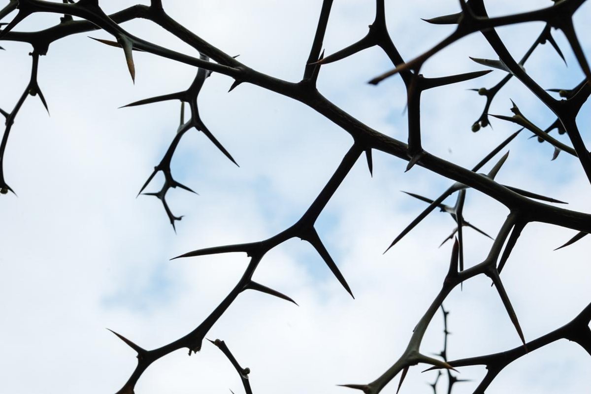 Matei 20, 1-16 (Pilda despre lucrătorii tocmiți la vie) 223053