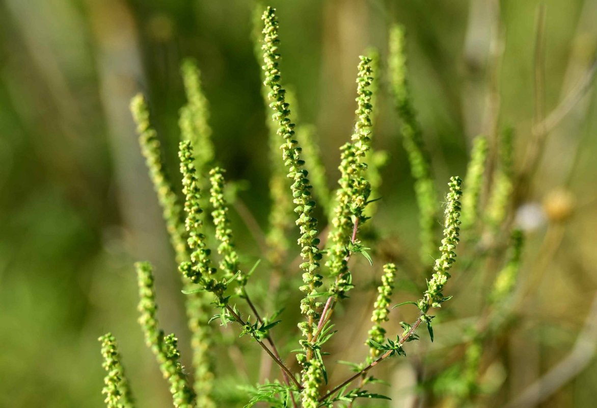 Amenzi pentru ambrozie 224049